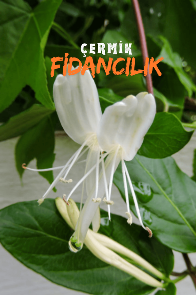 Kokulu Hanımeli Sarmaşık Fidanı