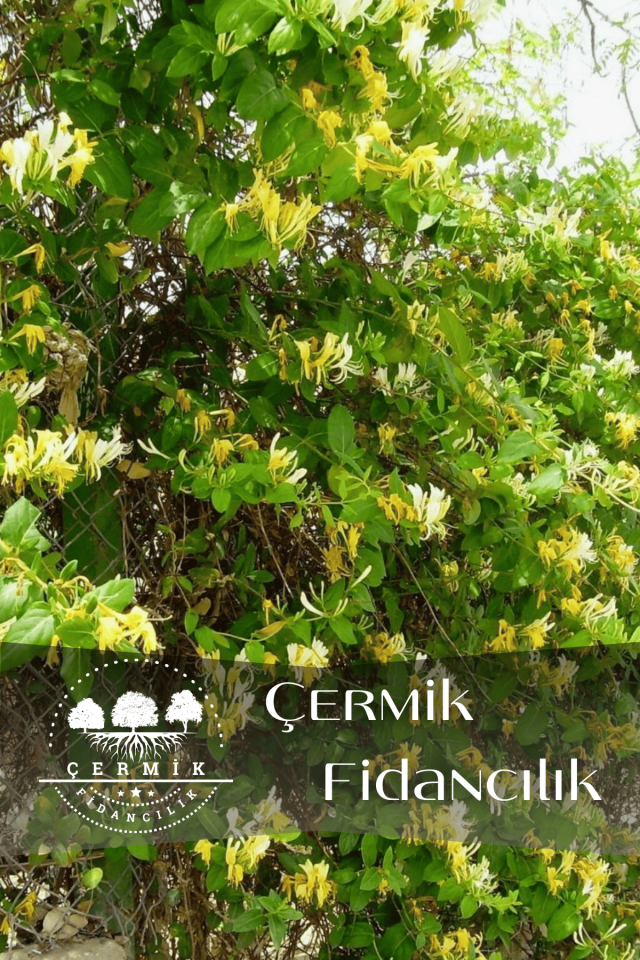 Kokulu Hanımeli Sarmaşık Fidanı