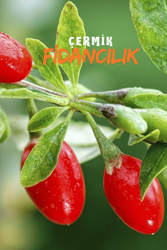 Goji Berry Kurt Üzümü Fidanı 3 Yaş