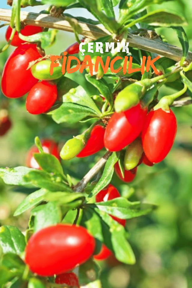 Goji Berry Kurt Üzümü Fidanı 3 Yaş