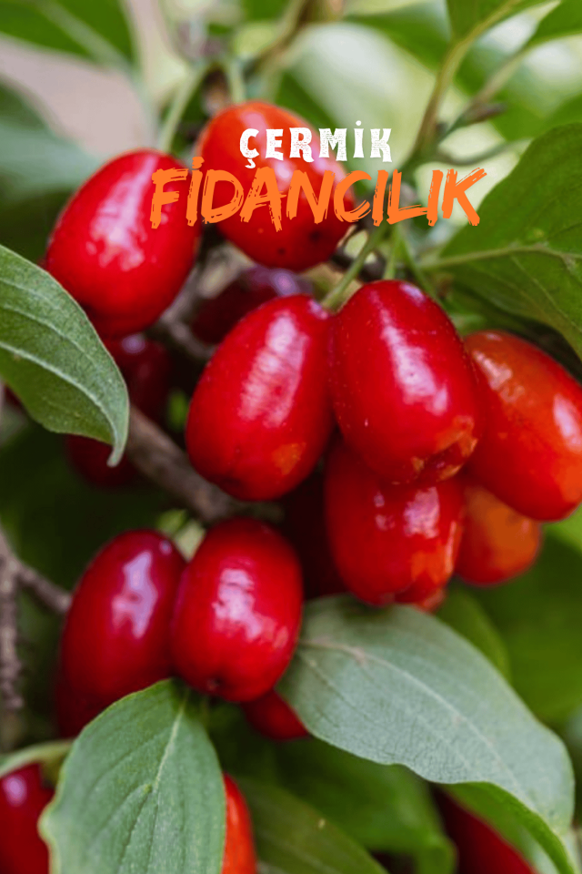 Goji Berry Kurt Üzümü Fidanı 3 Yaş