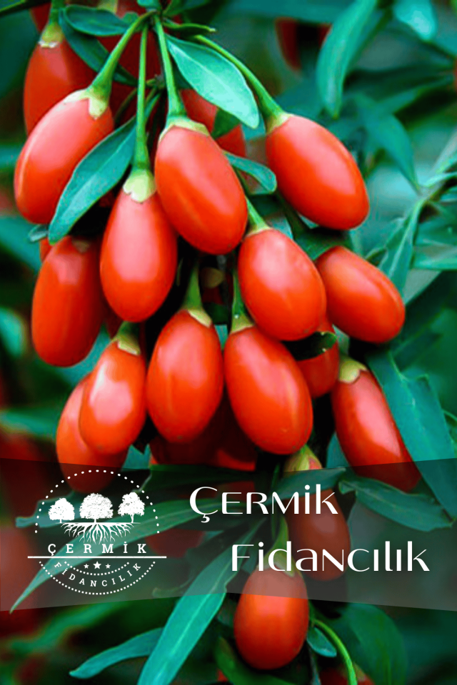 Goji Berry Kurt Üzümü Fidanı 3 Yaş