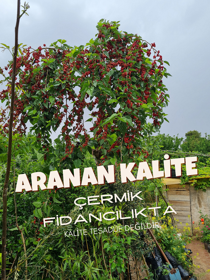 Sertifikalı Meyve Fidanları