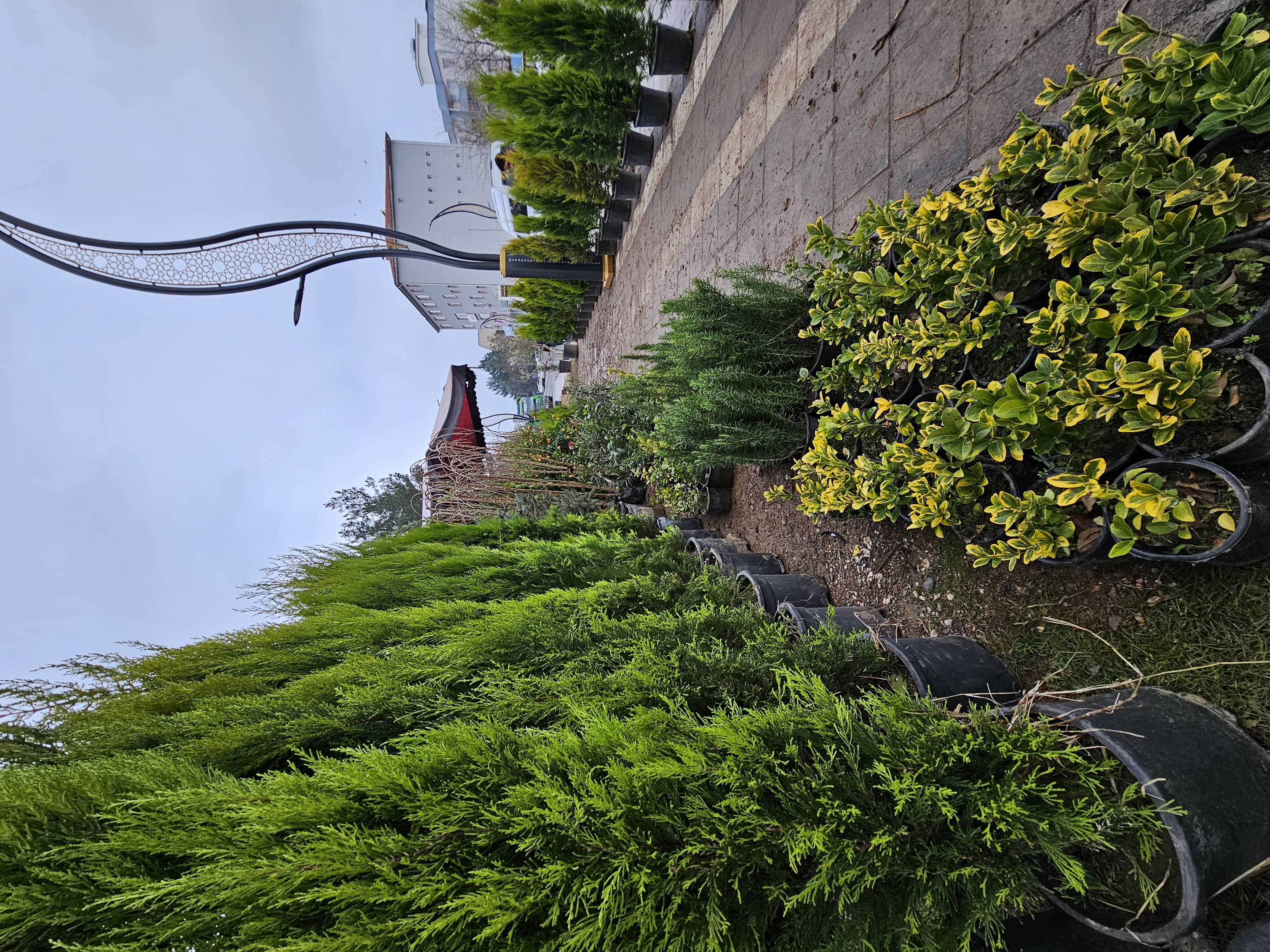 Dış Mekan Fidanları